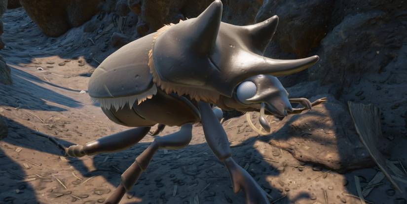 Black Ox Beetle in grounded