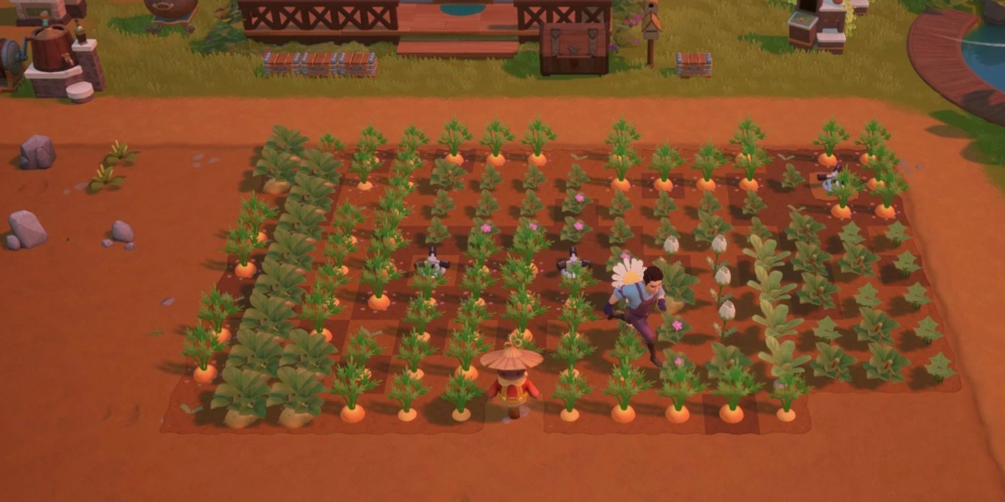 Coral Island farmer in a field of carrots