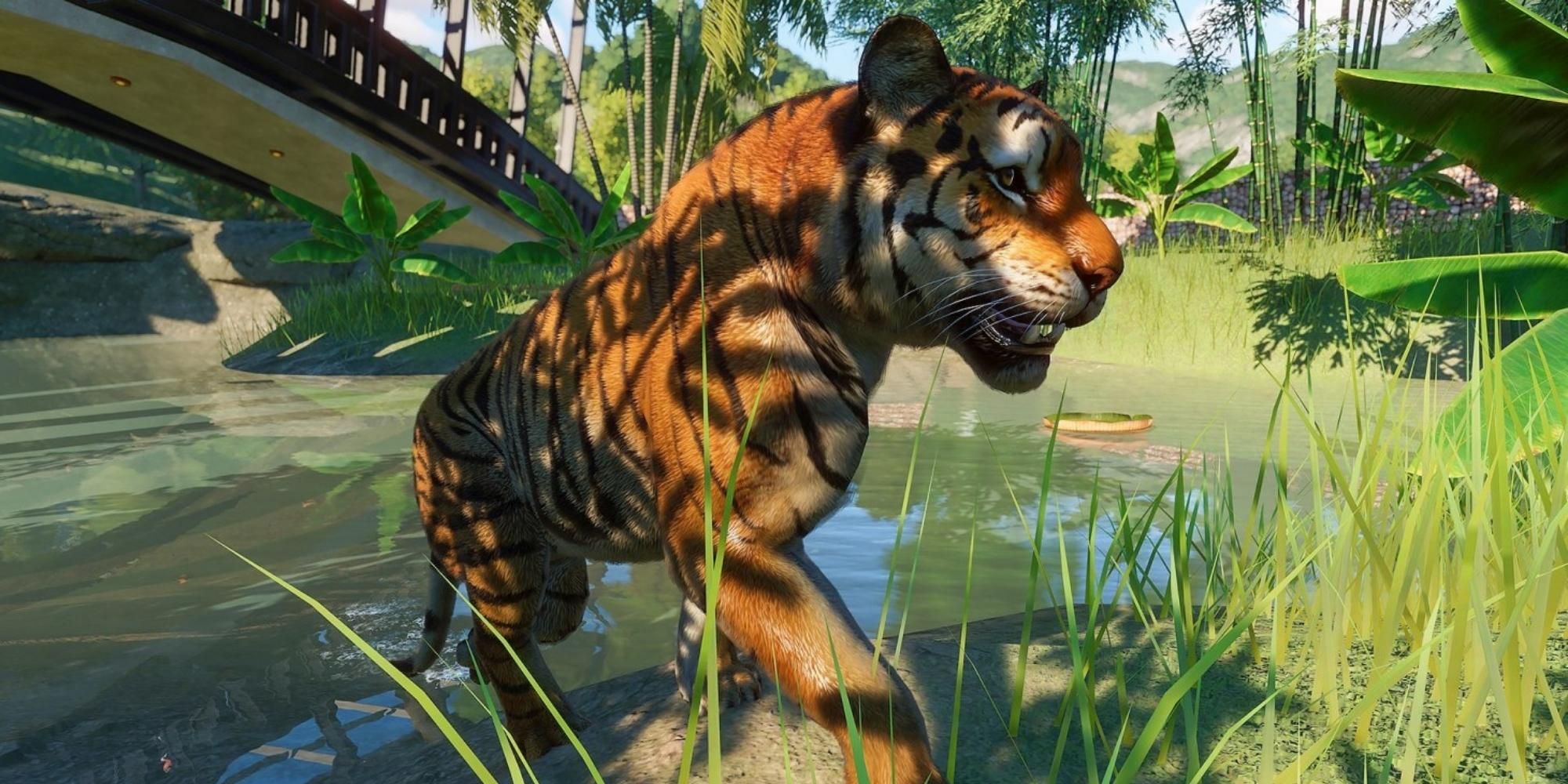 tiger in Planet Zoo
