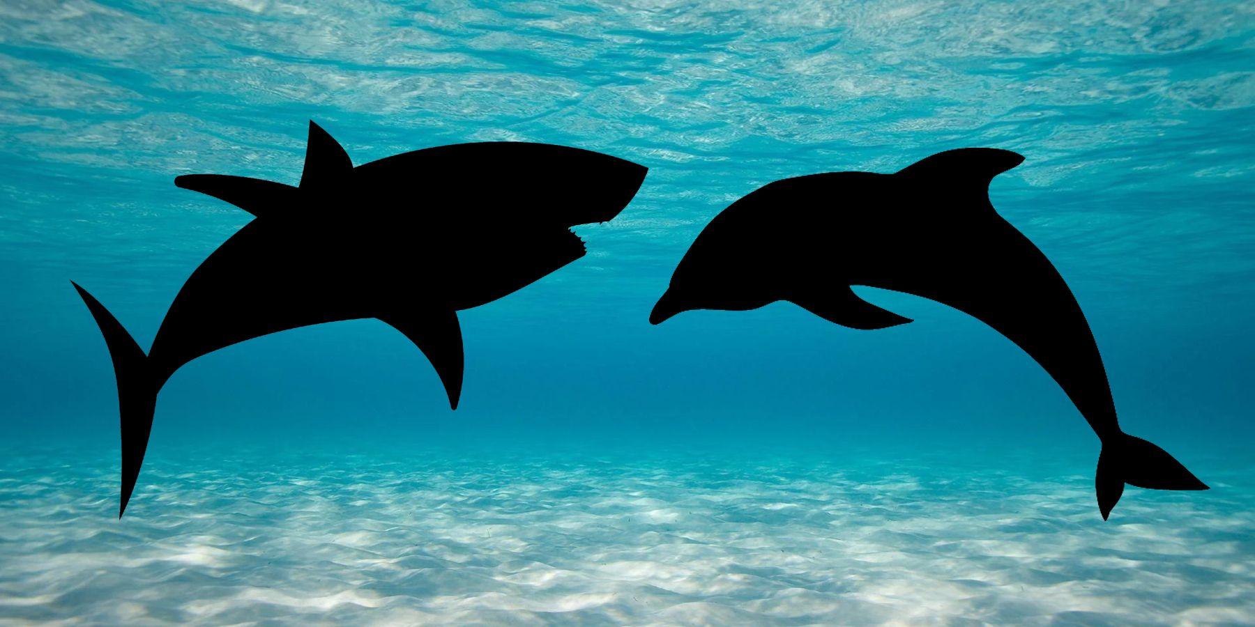 A silhouette of a shark and dolphin on a sea background.