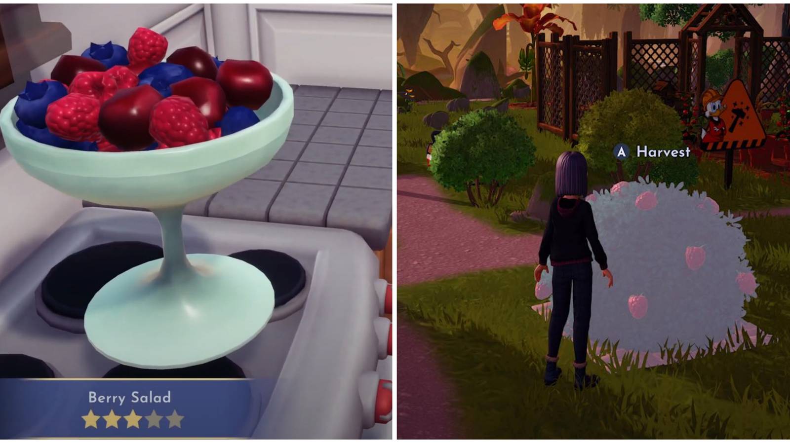 berry salad platted and harvesting raspberries