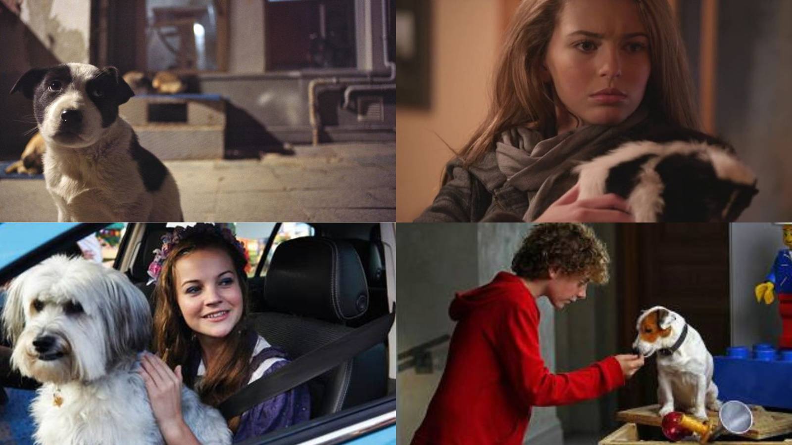 Stray - Step Dogs - Pudsey the Dog - Millionaire Dog