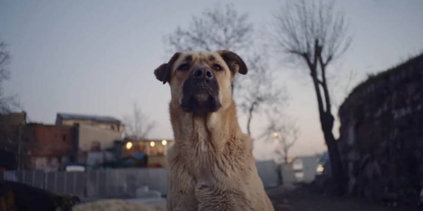 Zeytin sitting quietly 