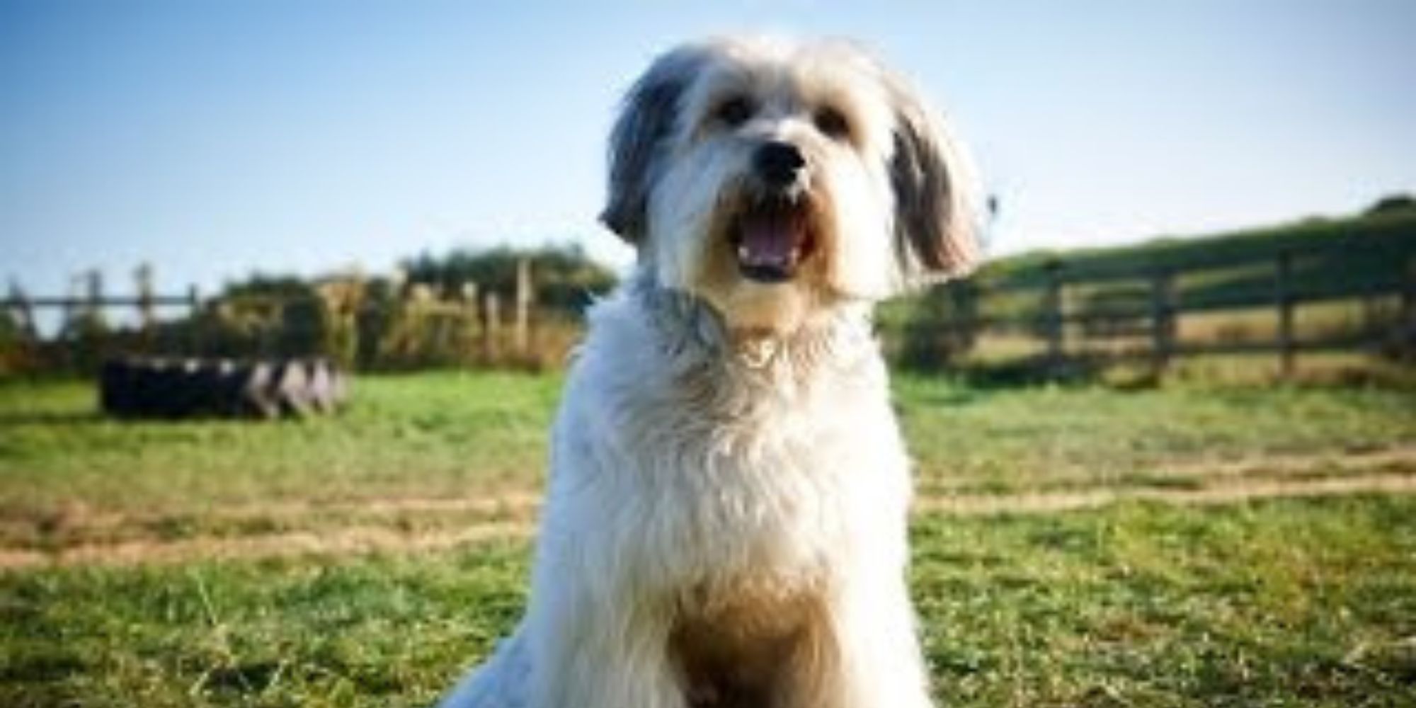 Best Hulu Movies & Shows For Dog Lovers