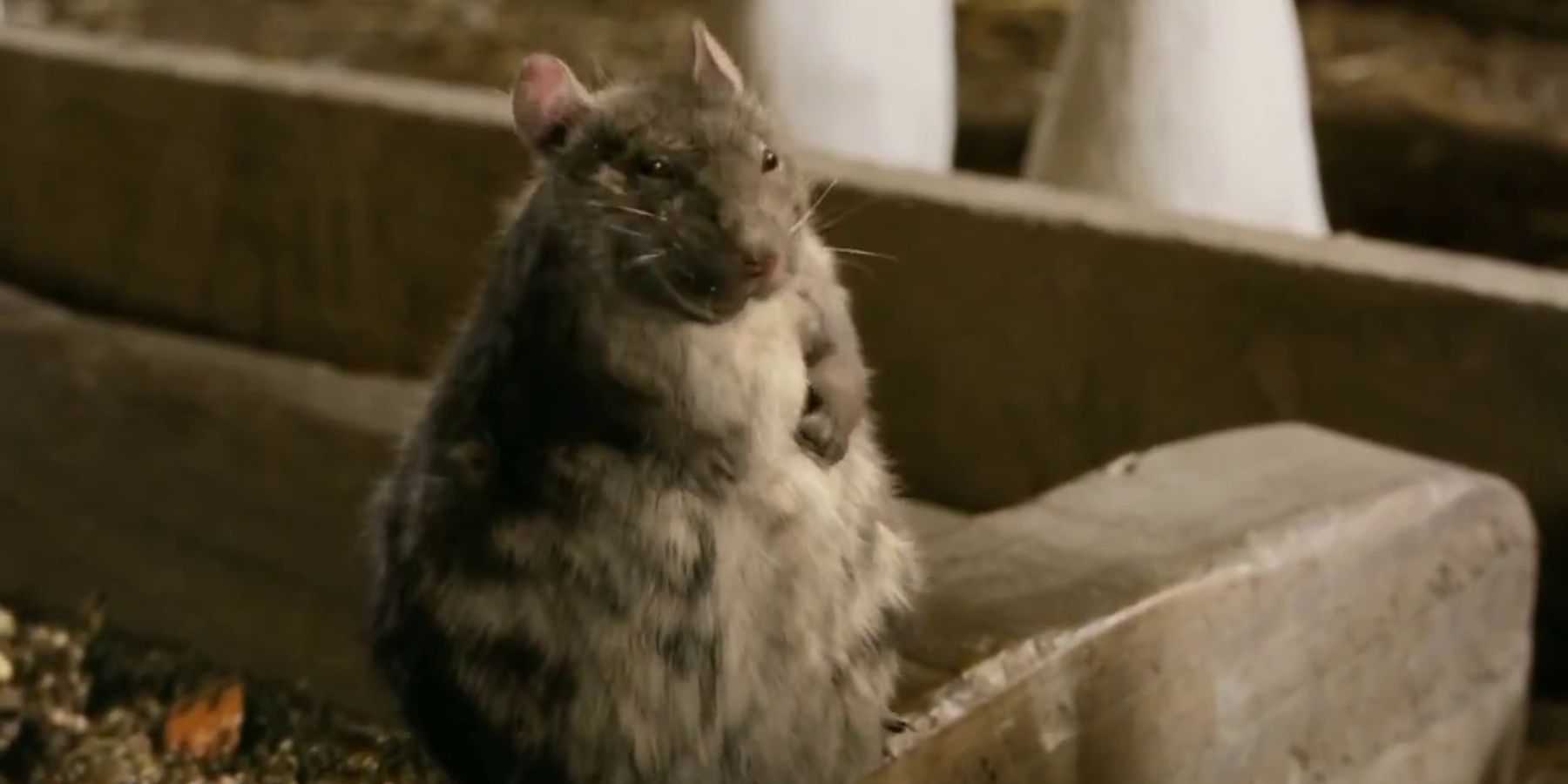 Видео где бегает мышка. Крыса гифка. Лабиринт для крыс. Мышь в лабиринте. Гифки с крысами.