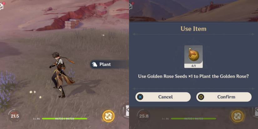 planting the golden rose in genshin impact