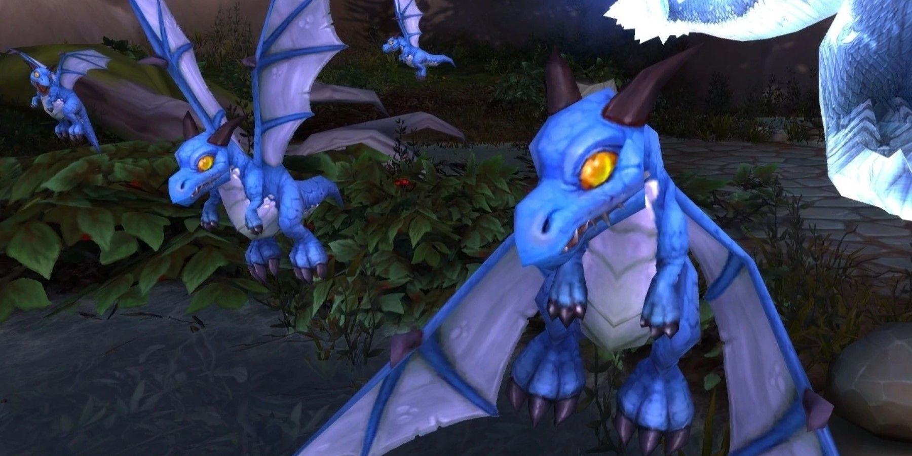 wow df blue dragon whelp