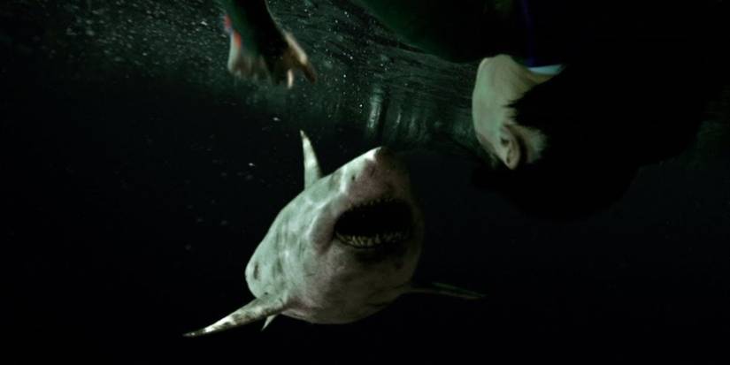 47 Meters Down Uncaged shark