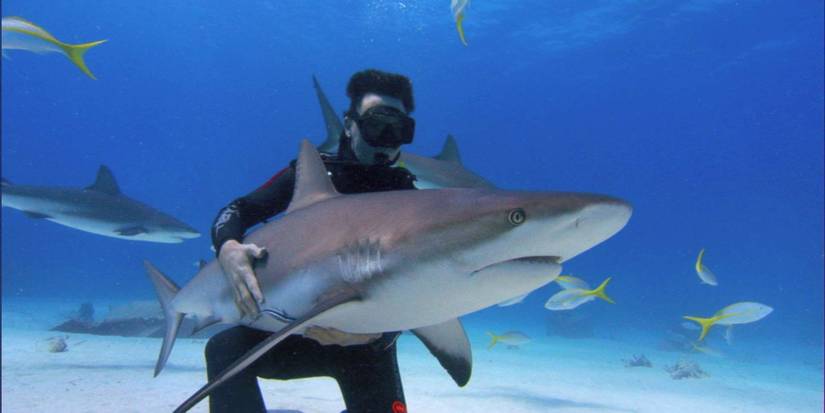 Sharkwater documentary Rob Stewart