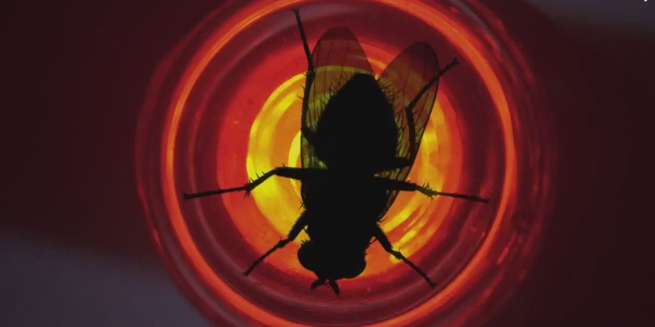 A fly on a red light in Breaking Bad