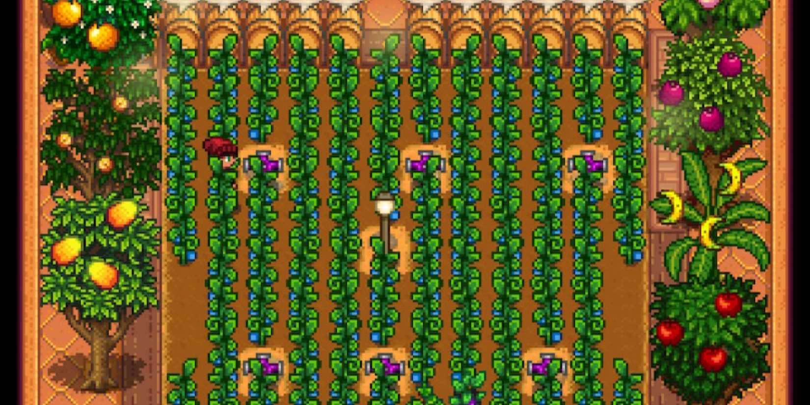 Ancient Fruit Greenhouse Stardew Valley