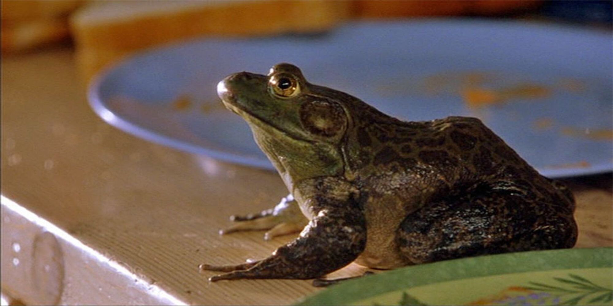 Beanz the Frog in Cheaper By The Dozen Sat on the Kitchen Countertop
