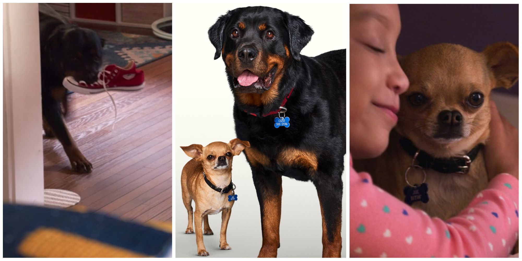 Cheaper By The Dozen 2022 chihuahua and rottweiler