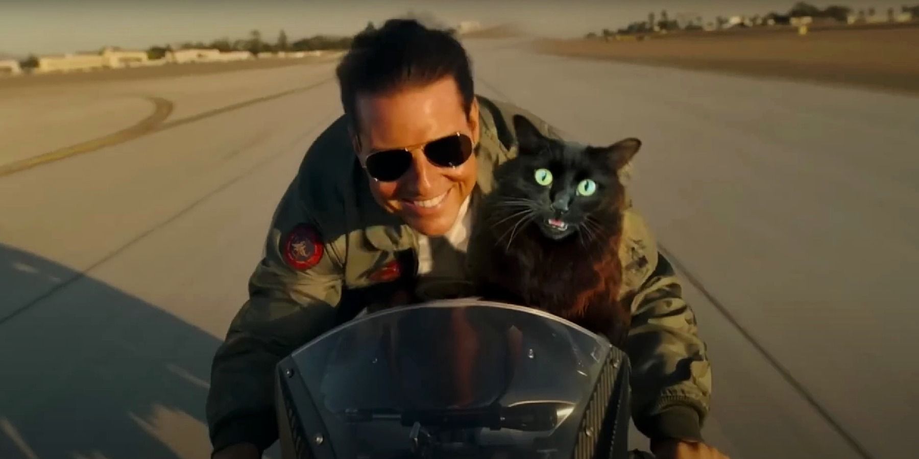 Tom Cruise Top Gun: Maverick Cat