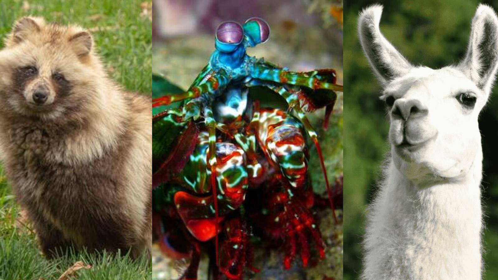 left to right: tanuki, mantis shrimp, llama