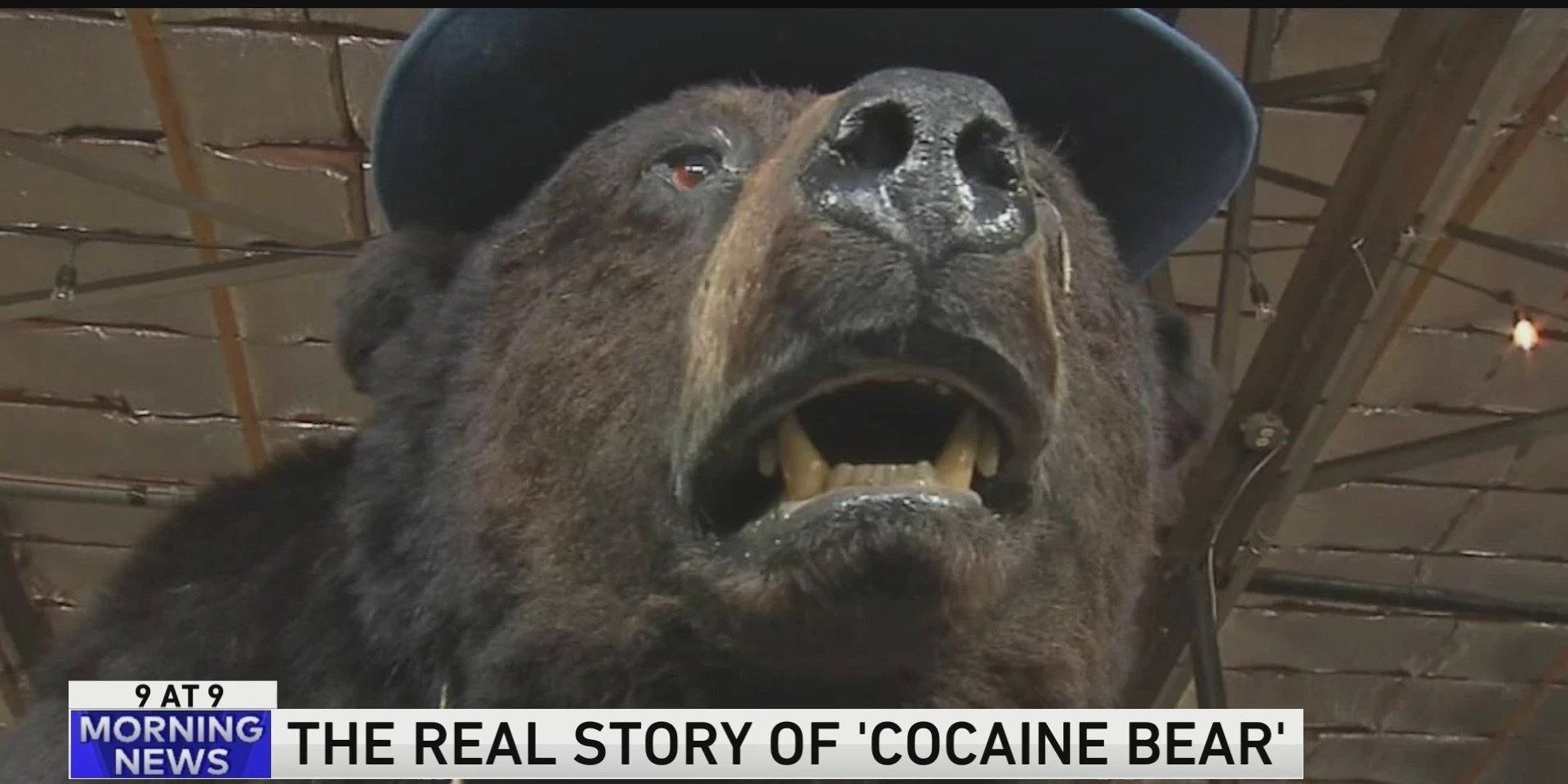 cocaine-bear-real-news Cropped