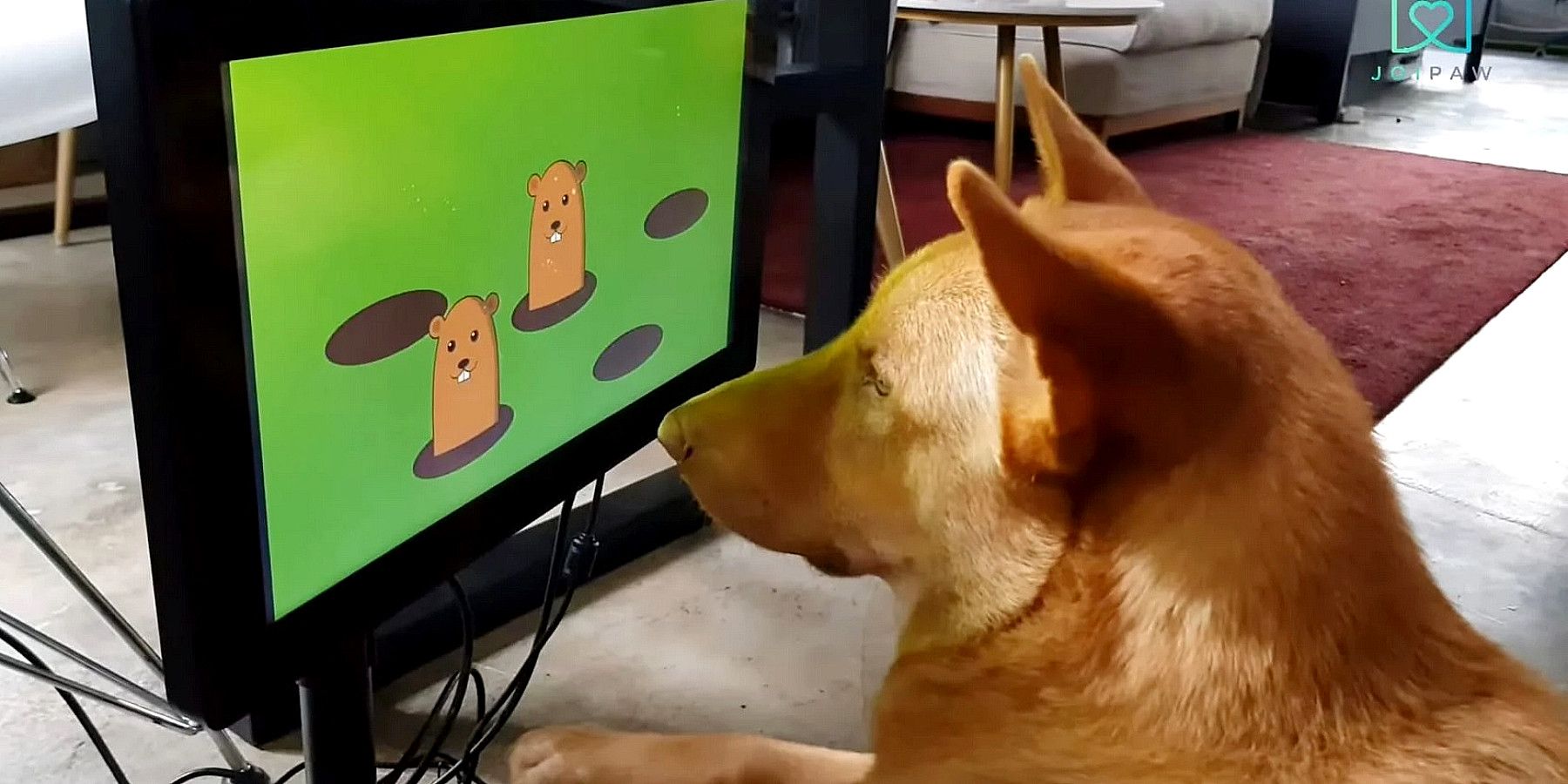 U.K.-based startup Joipaw is making video games for dogs