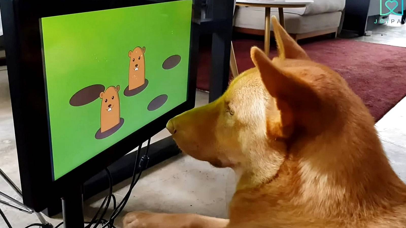 joipaw dog games