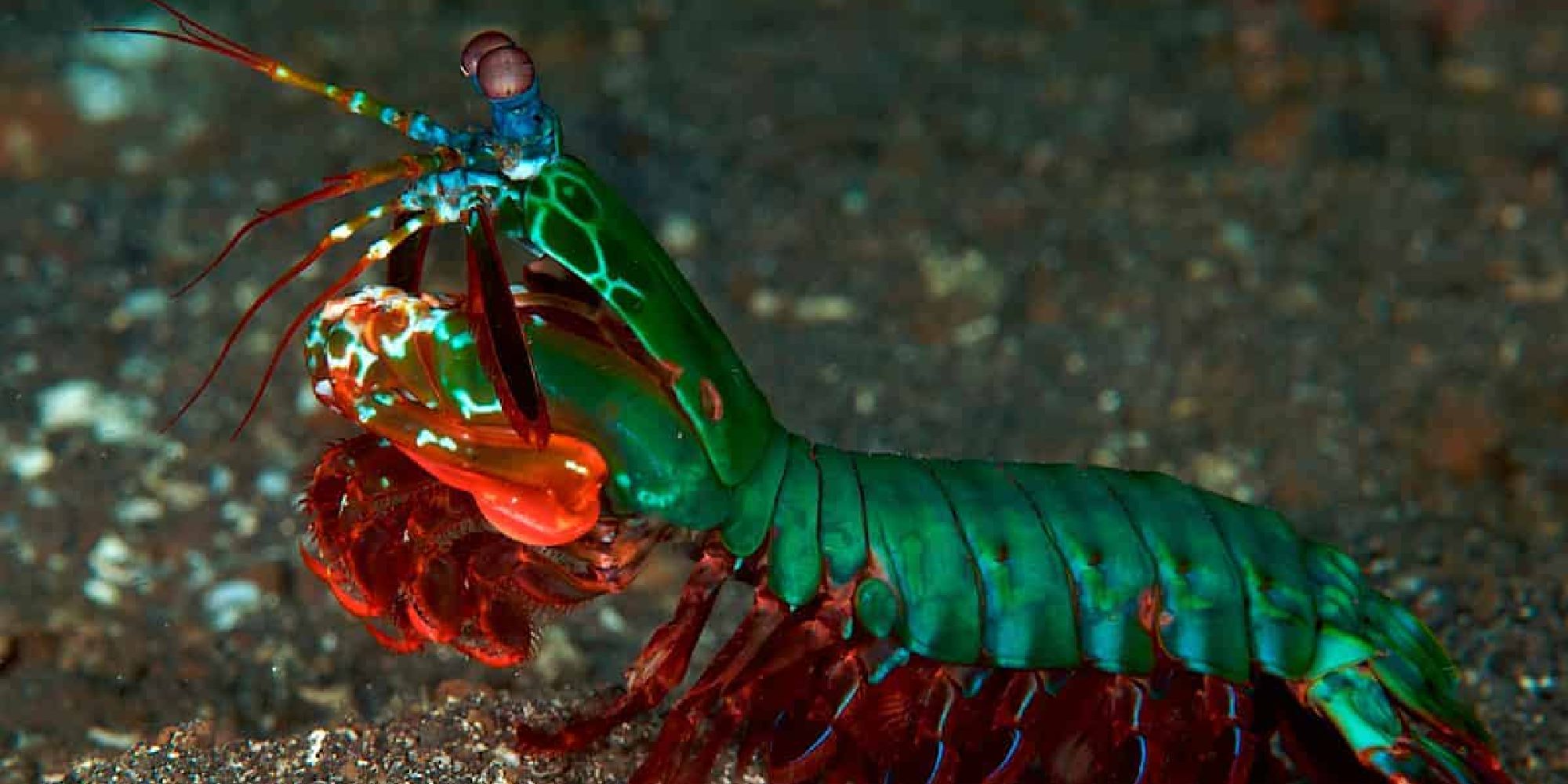 A vibrantly-colored mantis shrimp crawling in the ocean