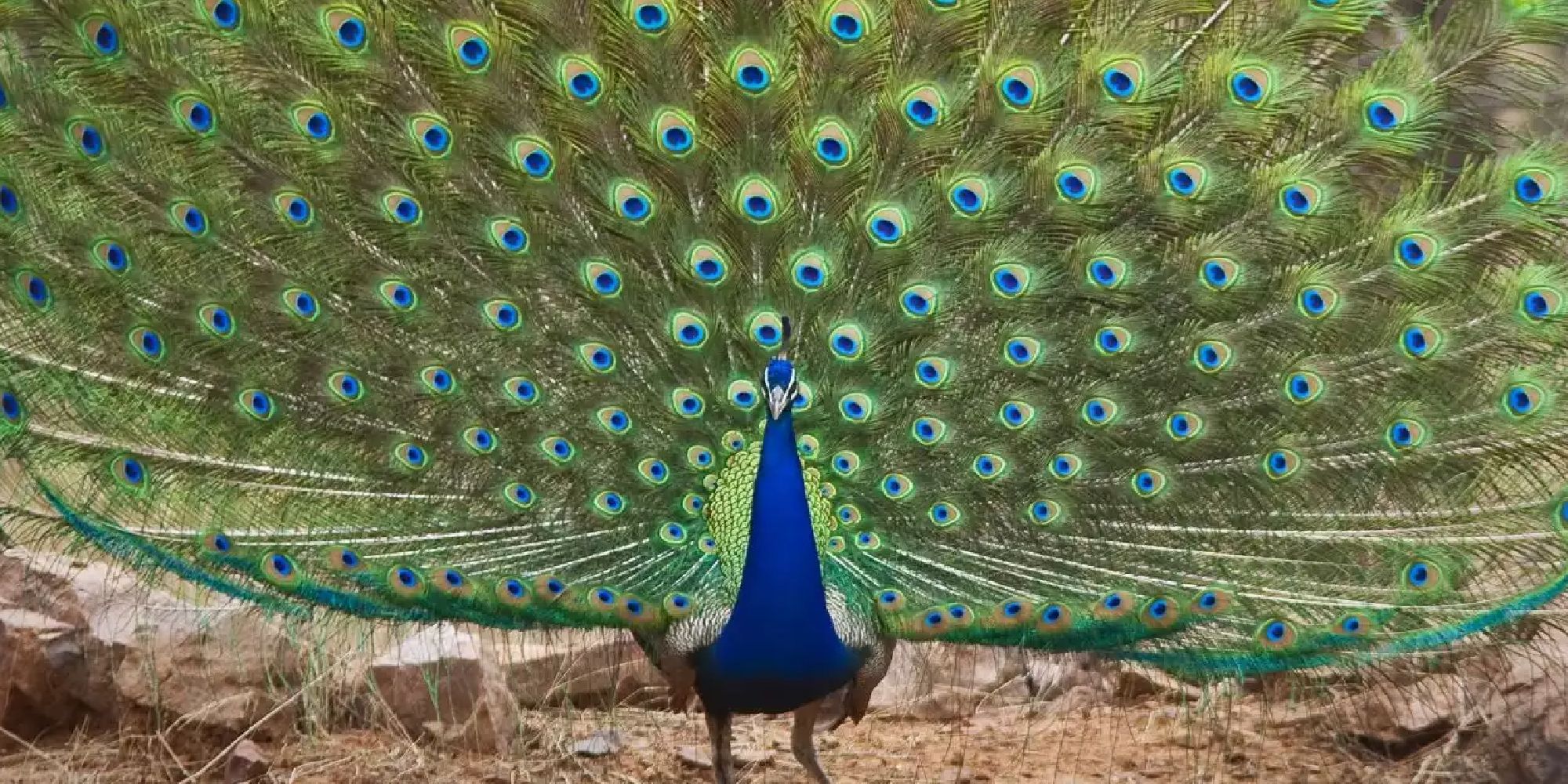 A peacock showing off its plumes