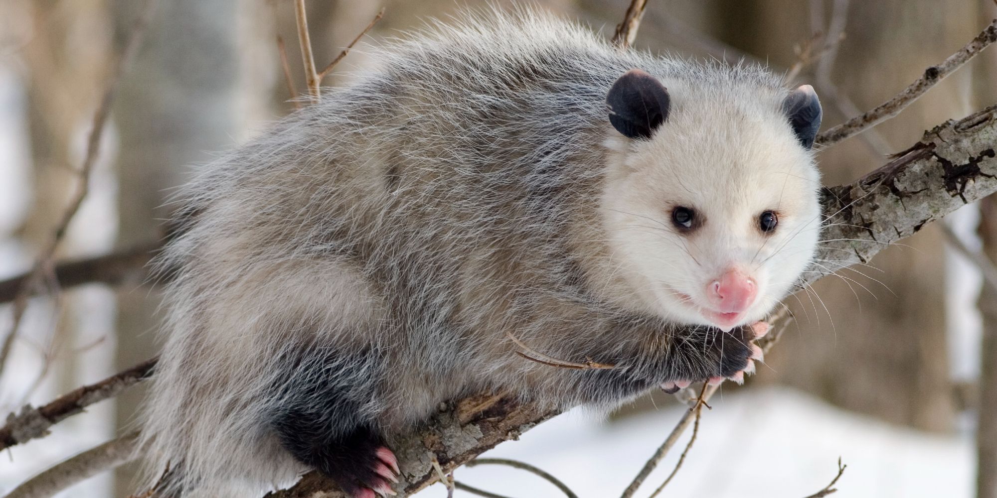 An opossum sitting on a tree branch in the snow