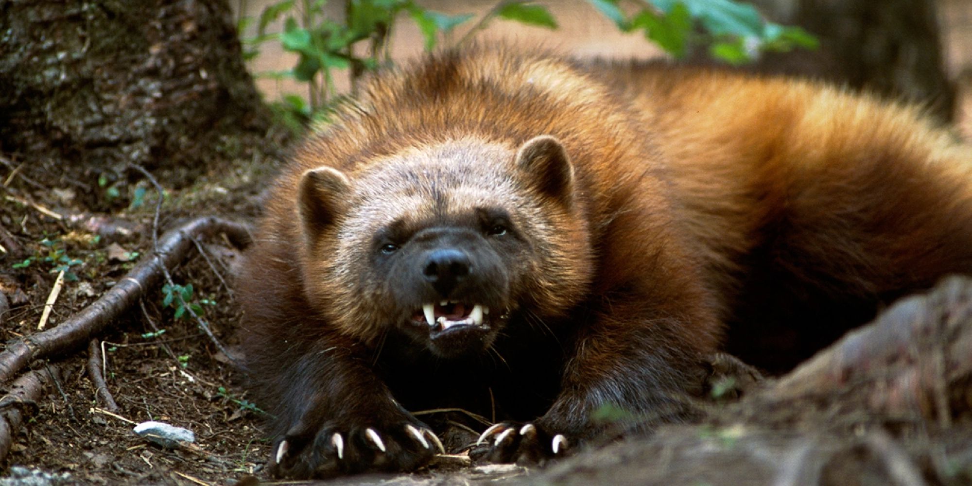 A wolverine baring its claws and teeth in a forest