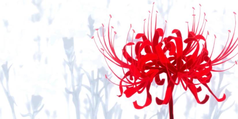 Red Spider Lily in a white field 