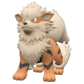 arcanine pokemon
