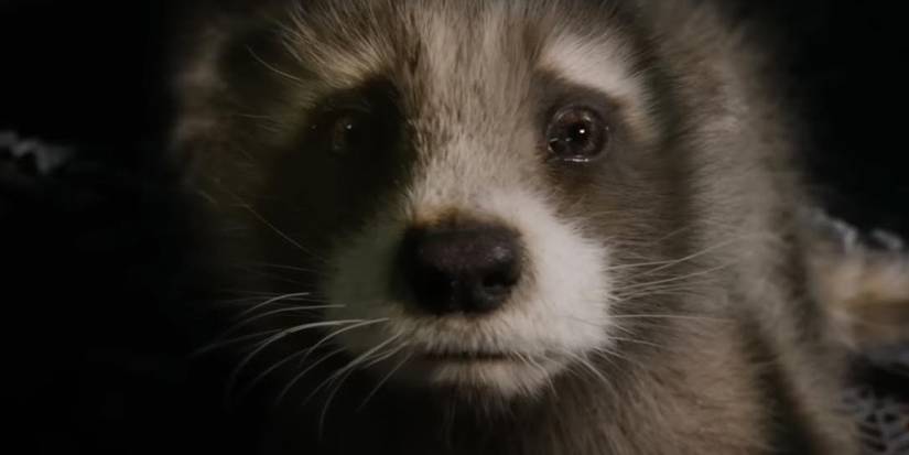 baby rocket raccoon in guardians of the galaxy 3