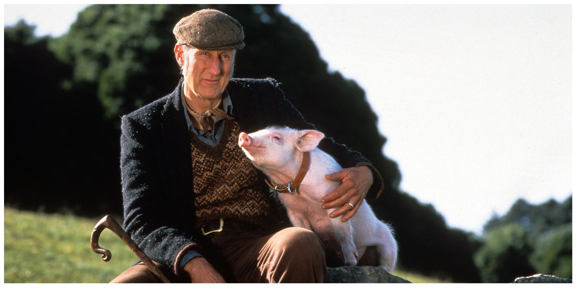 Babe sat with Farmer Arthur on his farmland