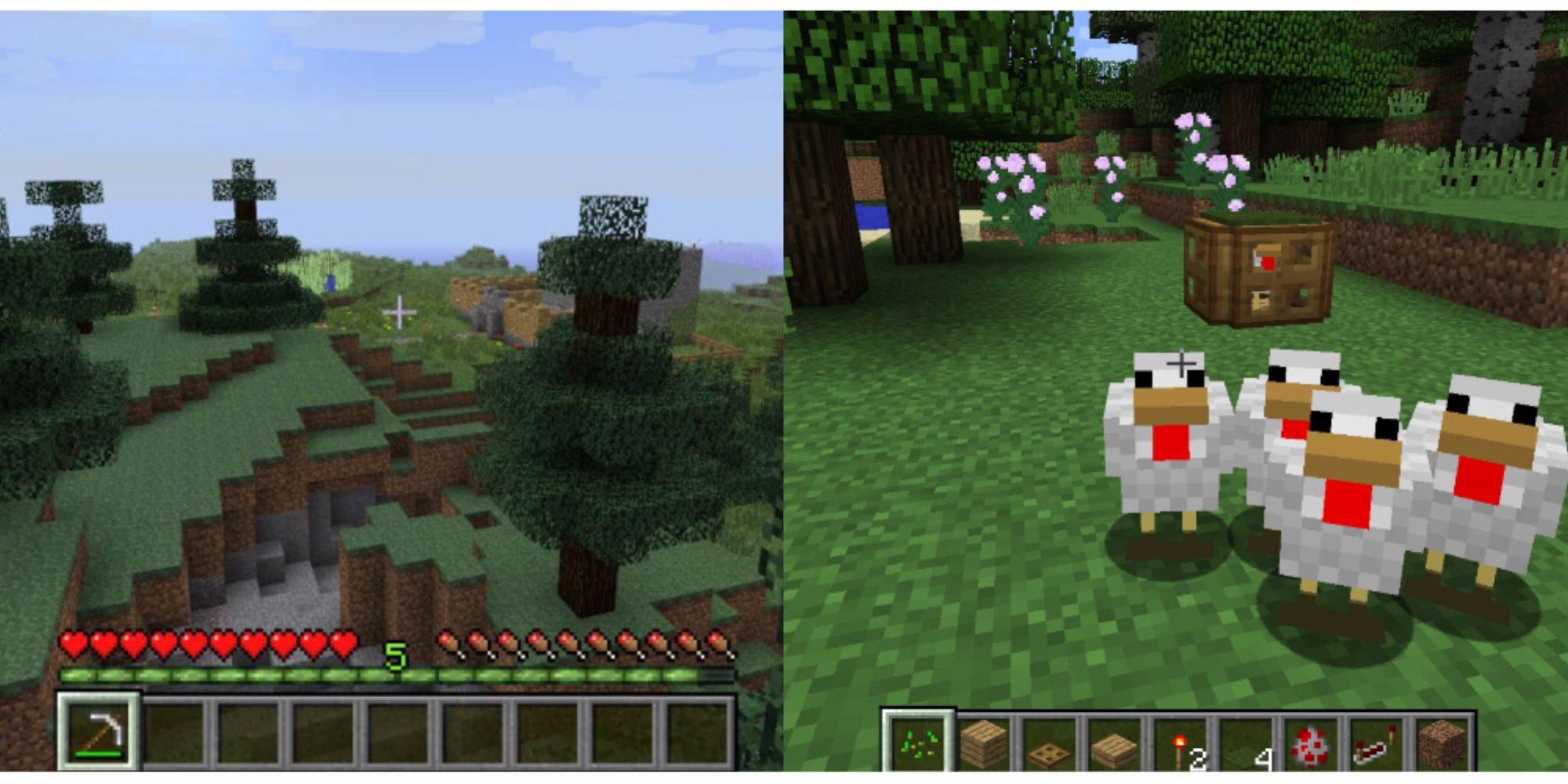 split image of a biome and a group of chickens in Minecraft