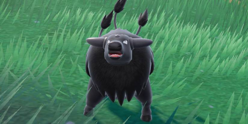 A Fighting-type Tauros in battle in Scarlet/Violet