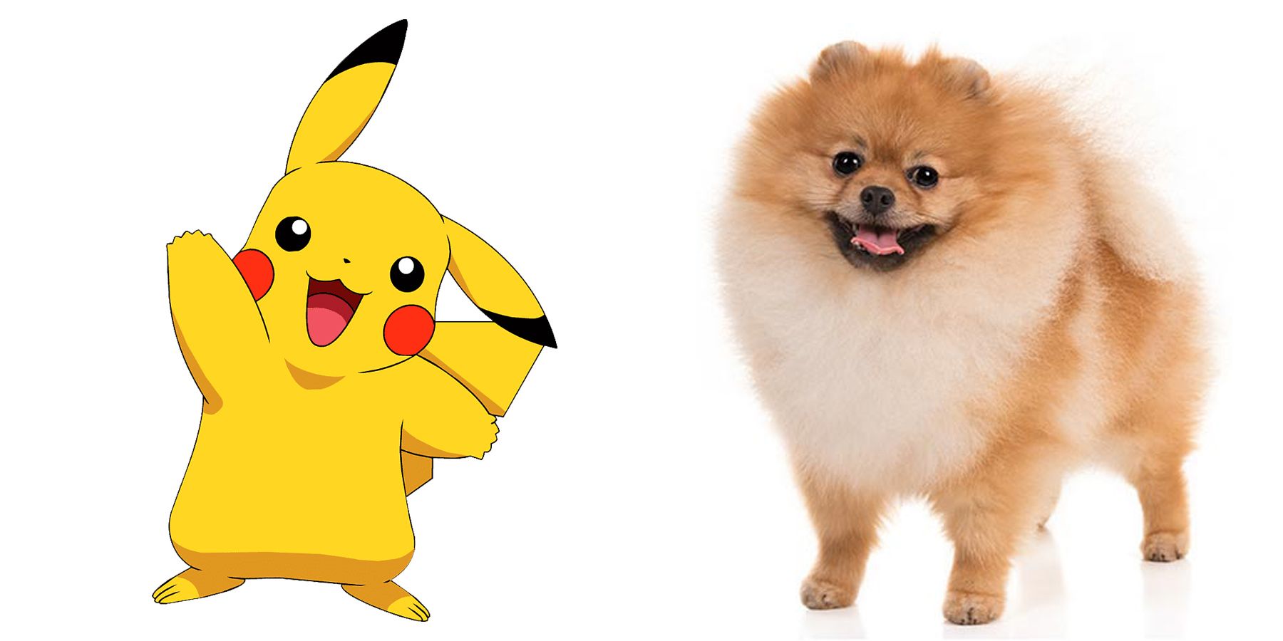 Pokemon Pikachu and a Pomeranian