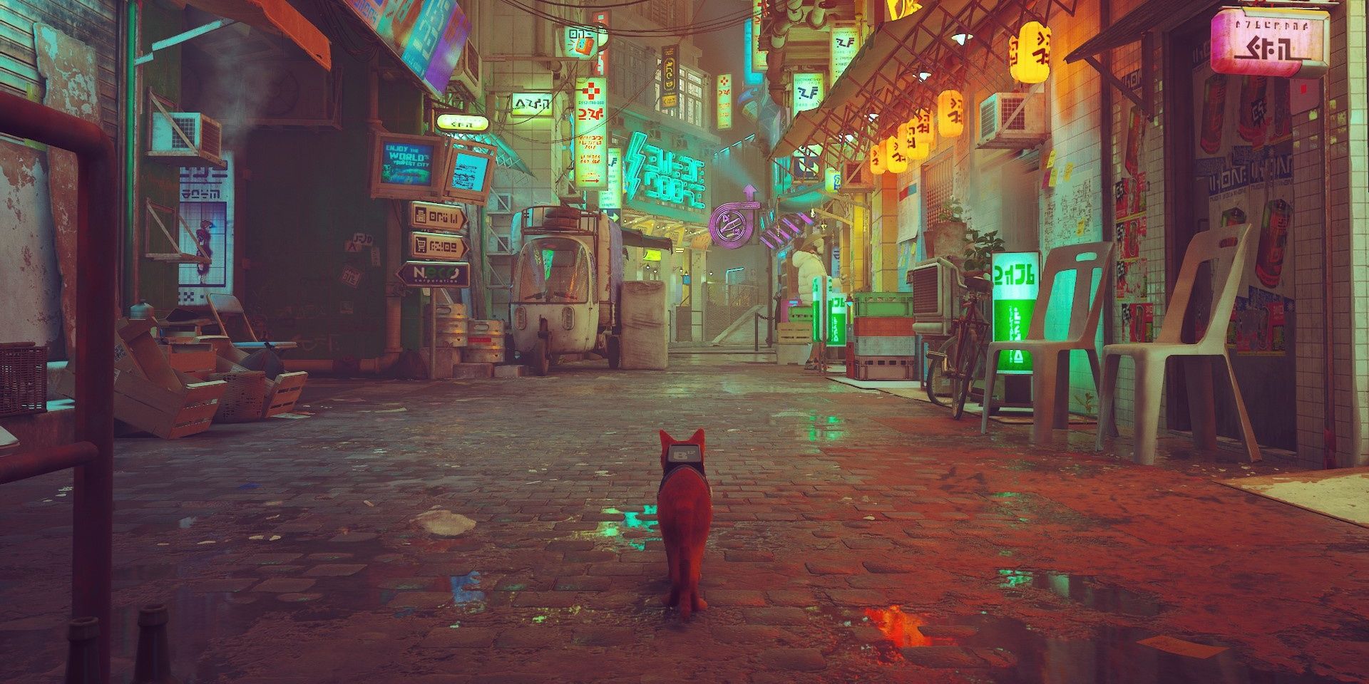 stray cat in the middle of a market 