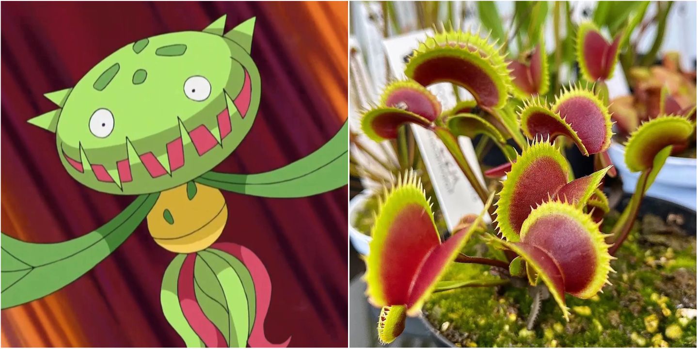 Carnivine and venus fly traps