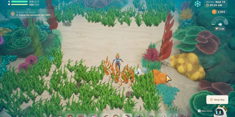 coral island diving resources kelp kelp essence