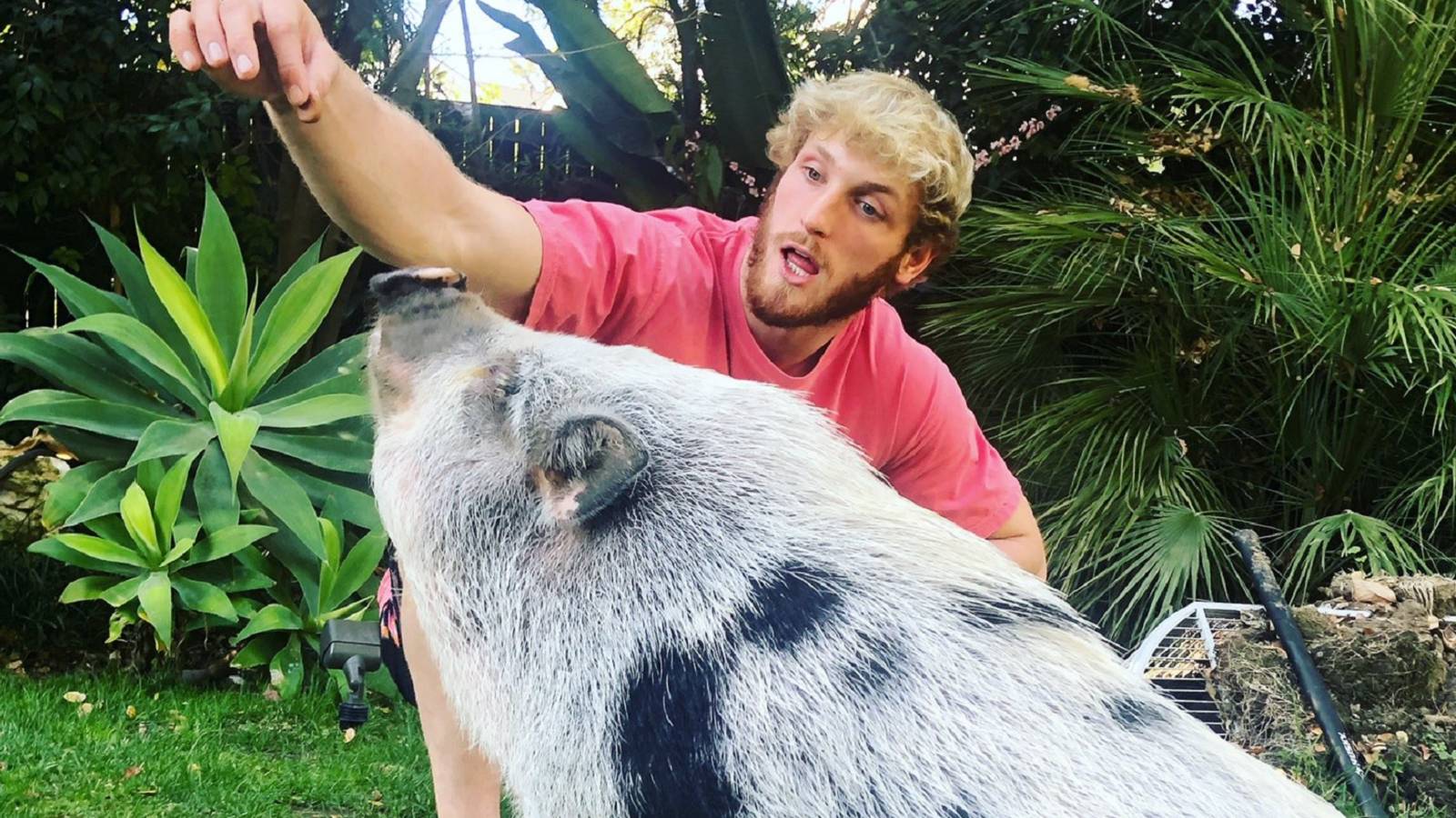 logan paul pet pig pearl