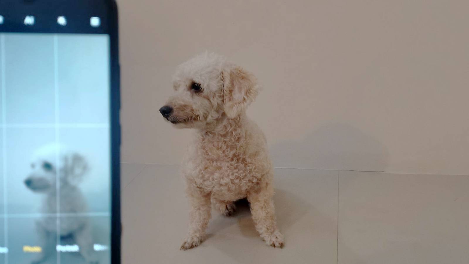 nintendogs-could-be-coming-to-switch