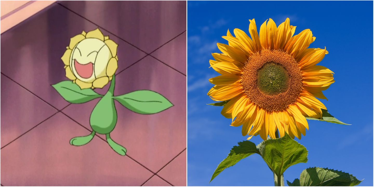 Sunflora and a sunflower