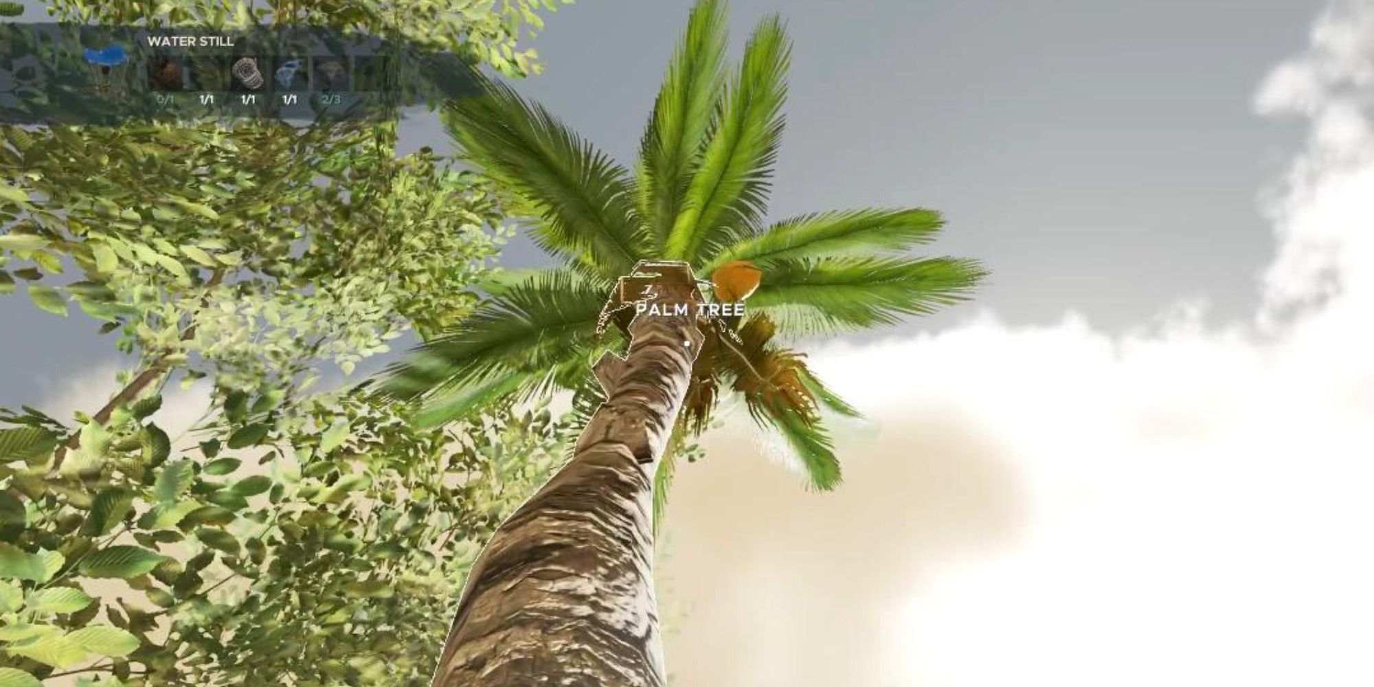 Palm trees in Stranded Deep