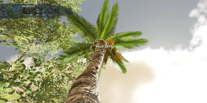 Palm Tree in Stranded Deep
