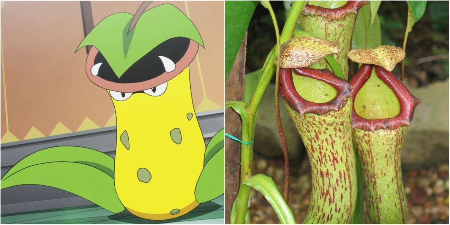 Split grid of Victreebell and the pitcher plant