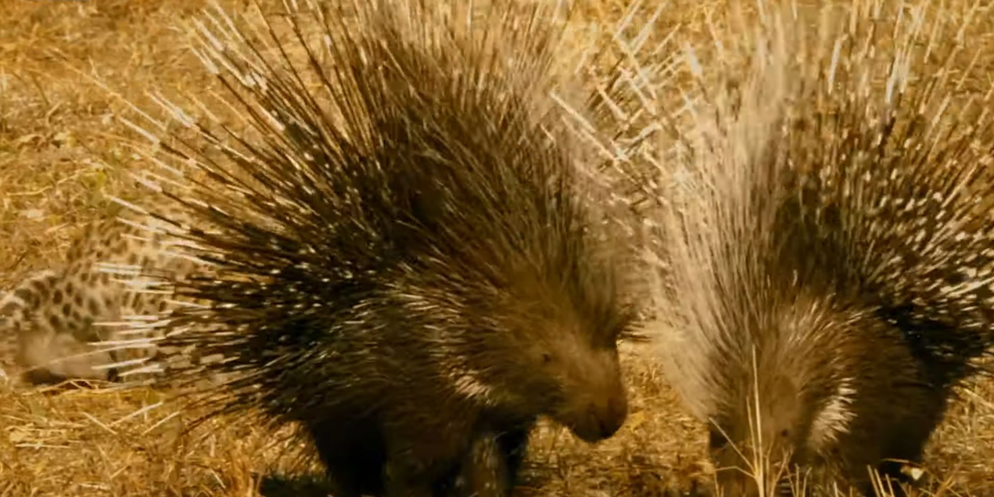African Crested Porcupines