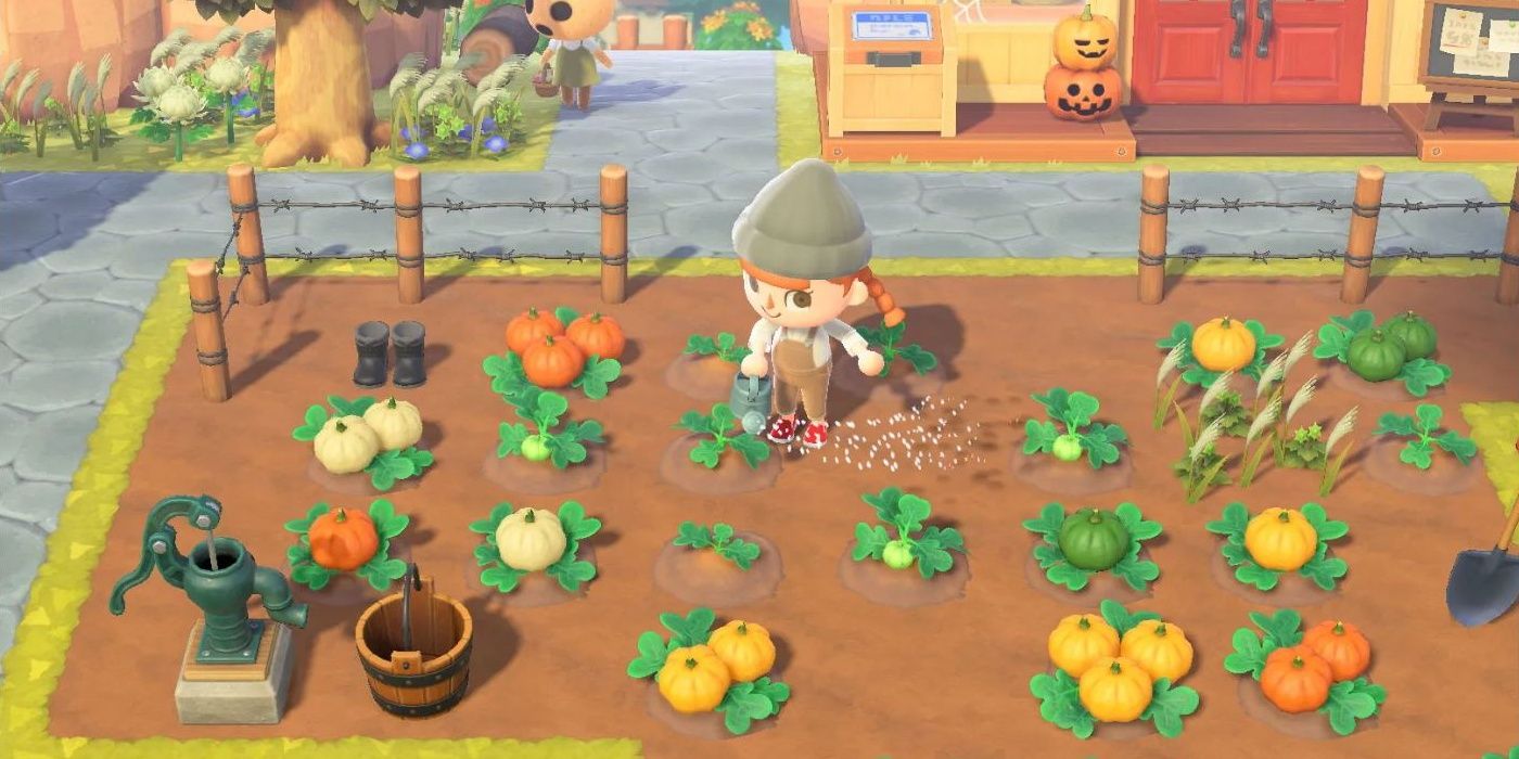 Growing pumpkins and watering them in Animal Crossing New Horizons