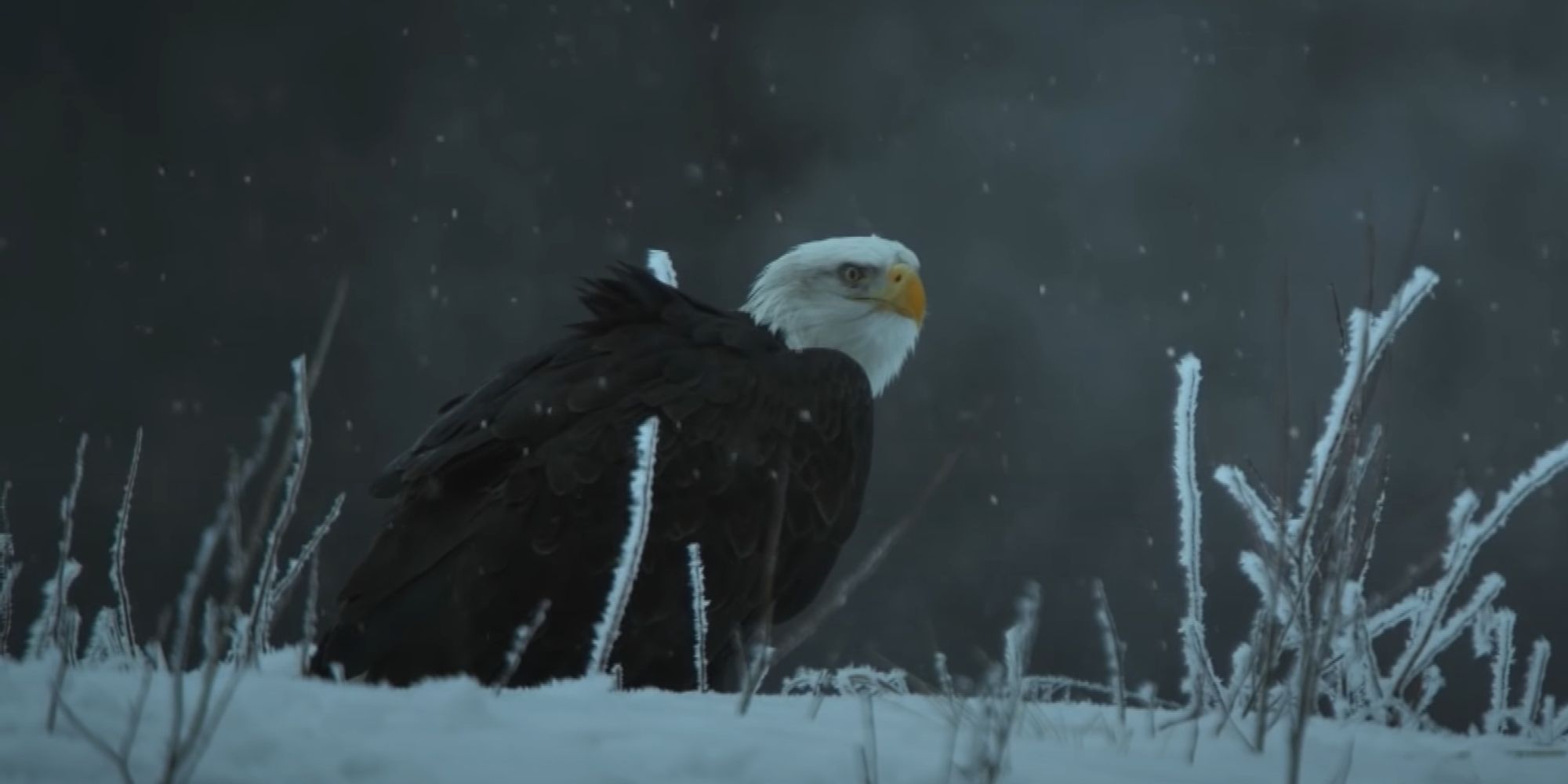 Bald Eagle in the snow