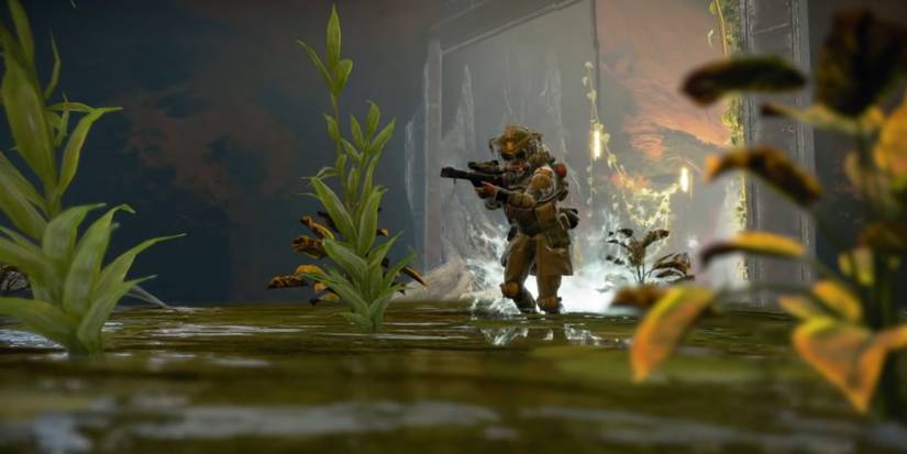 Bloodhound scouting an area