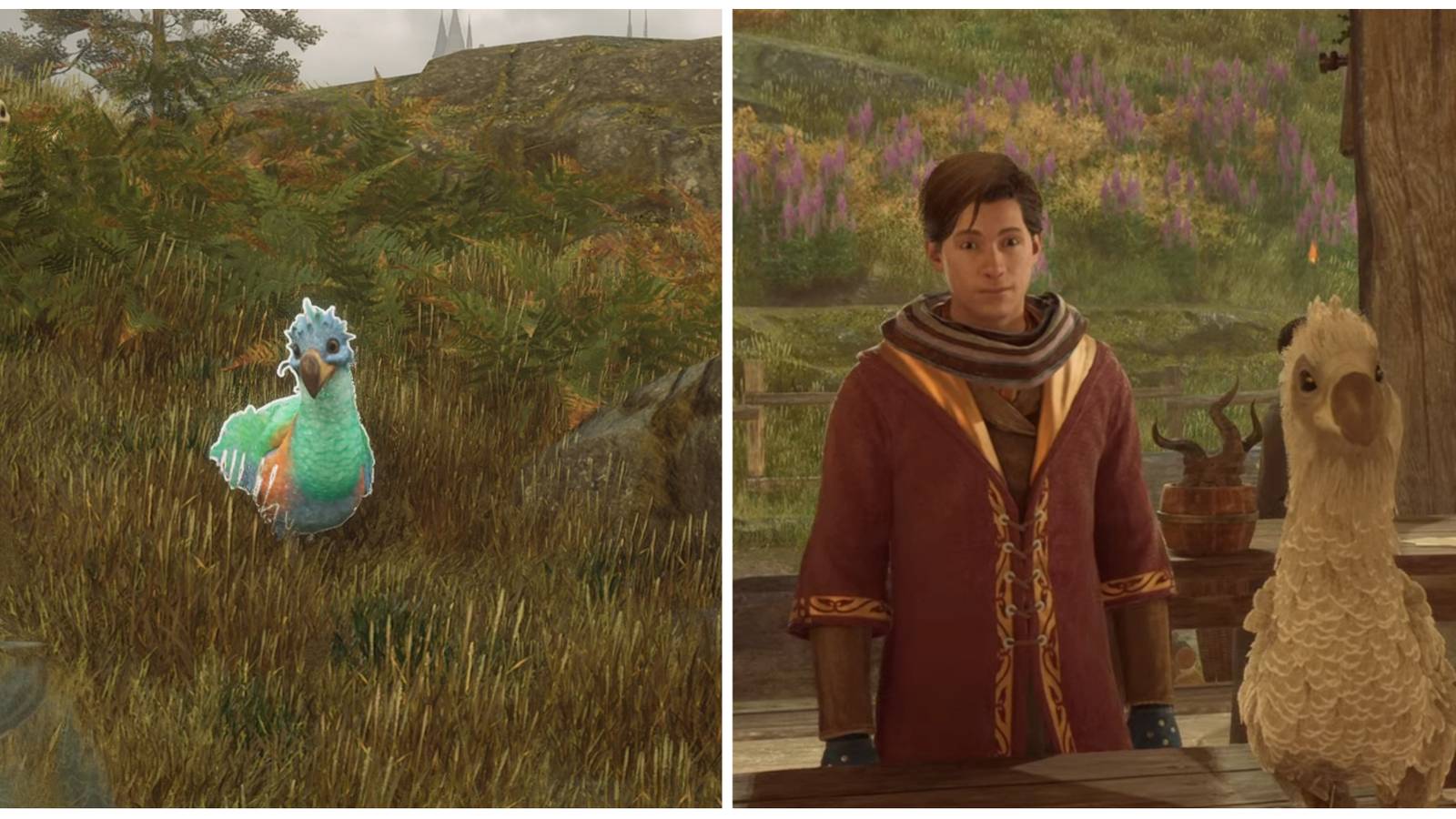 Finding Diricawls in Hogwarts Legacy