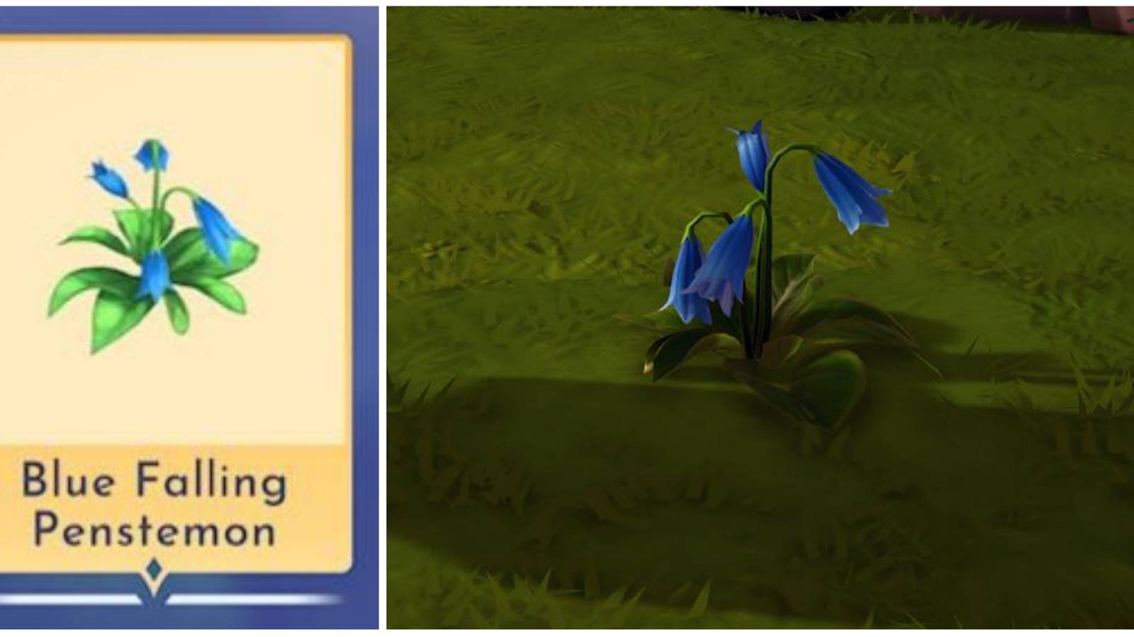 finding blue falling penstemon