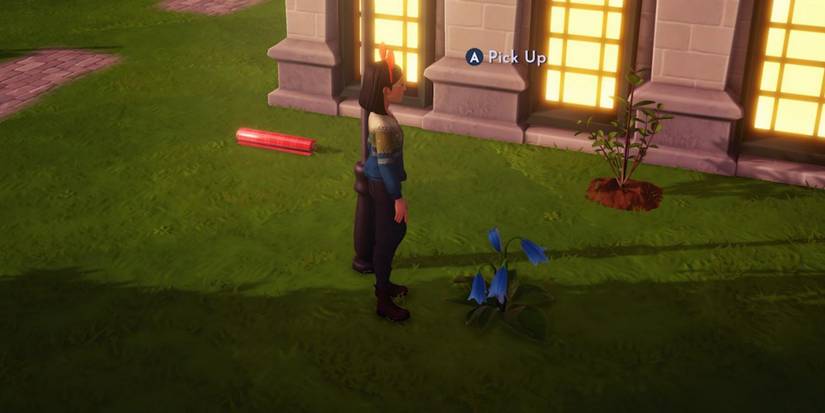 picking up blue falling penstemon