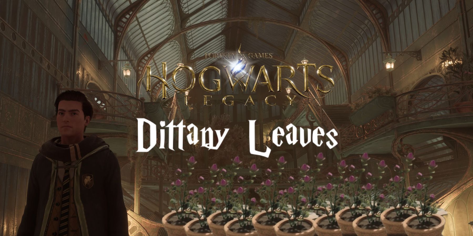 hogwarts legacy dittany leaves guide